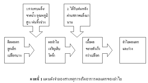 แผนผังจำลองสาเหตุการเกิดอาการผลแตกของลำไยหลังการบังคับลำไยให้ออกดอกออกผลโดยสารราดลำไยหรือสารโพแทสเซียมคลดเรต